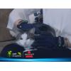 imageBissell DeShedding Grooming Gloves for Pets Size Large L 1 Pair for Long and Short Hair on Dogs Cats and MoreLarge 910