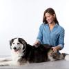 imageBissell Dematting Comb for Dogs and Cats 25371
