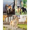 imageOutdoorMaster Bungee Dog Leash Heavy Duty Dog Leash with Shock Absorption 2 Padded Handles Training Leash Improved Dog Safety and Comfort Tan 4 FTBlack